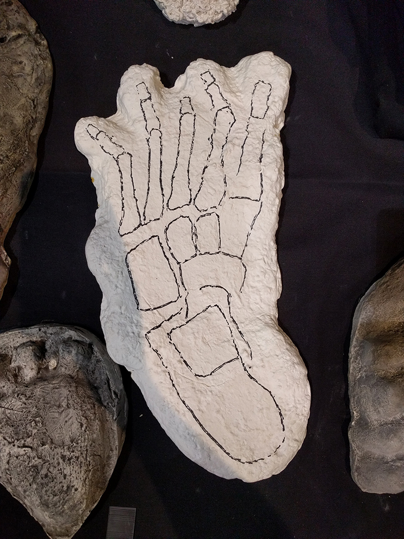 Bigfoot foot bones