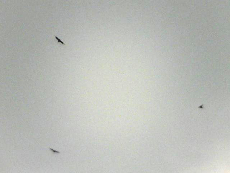 infrared photograph of three birds flying in formation
