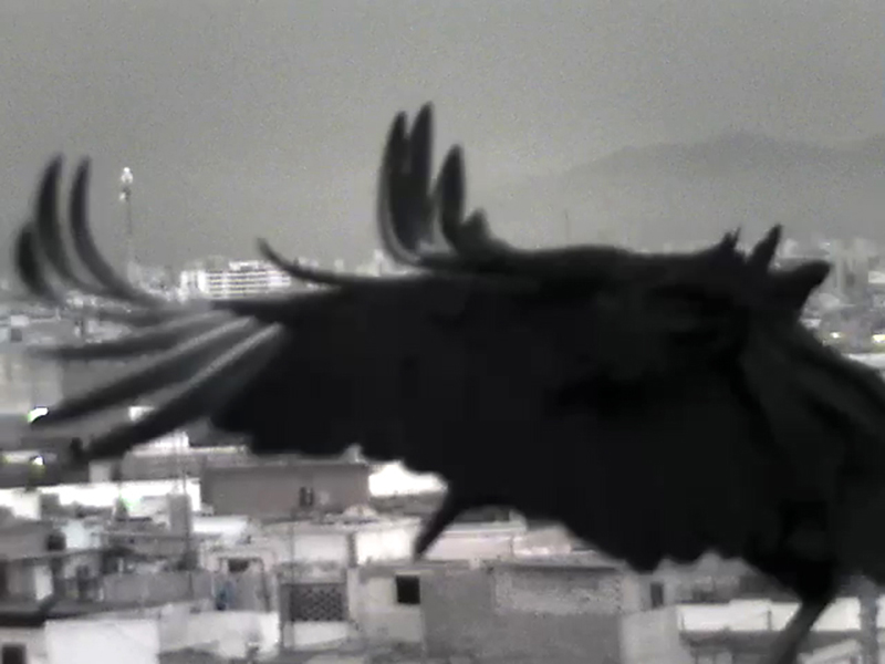 infrared photograph of a vulture